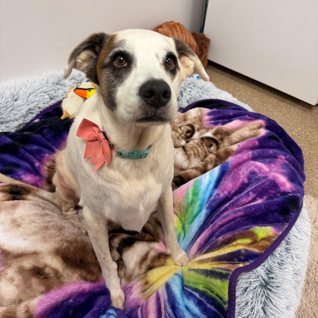 Enlarge Abigail, a Adoptable mixed breed in Titusville, FL image 2/5