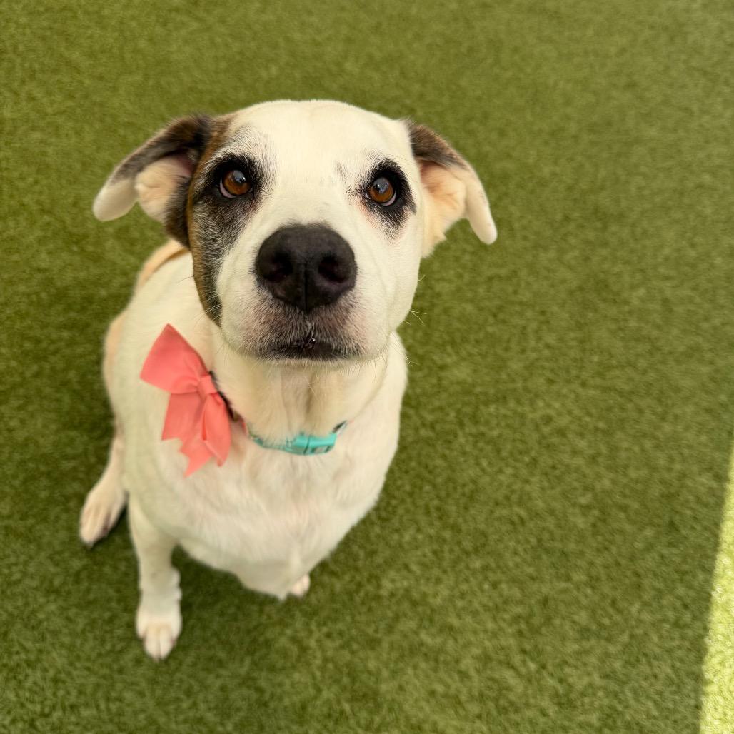 Enlarge Abigail, a Adoptable mixed breed in Titusville, FL image 3/5