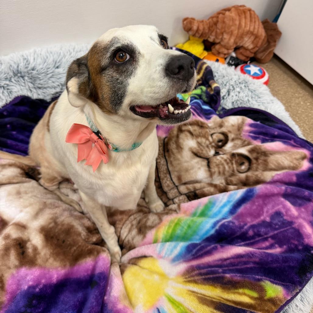 Enlarge Abigail, a Adoptable mixed breed in Titusville, FL image 4/5