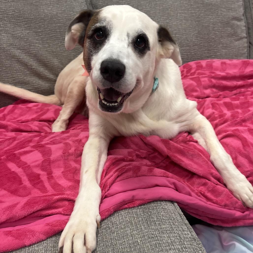 Enlarge Abigail, a Adoptable mixed breed in Titusville, FL image 5/5