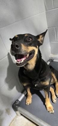 Brooklyn, Adoptable, Adult Female Australian Kelpie & Mixed Breed.