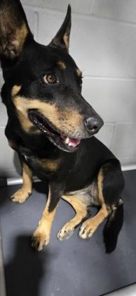 Enlarge Brooklyn, a Adoptable mixed breed in Guntersville, AL image 4/6