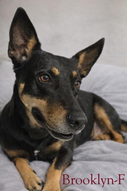 Enlarge Brooklyn, a Adoptable mixed breed in Guntersville, AL image 5/6