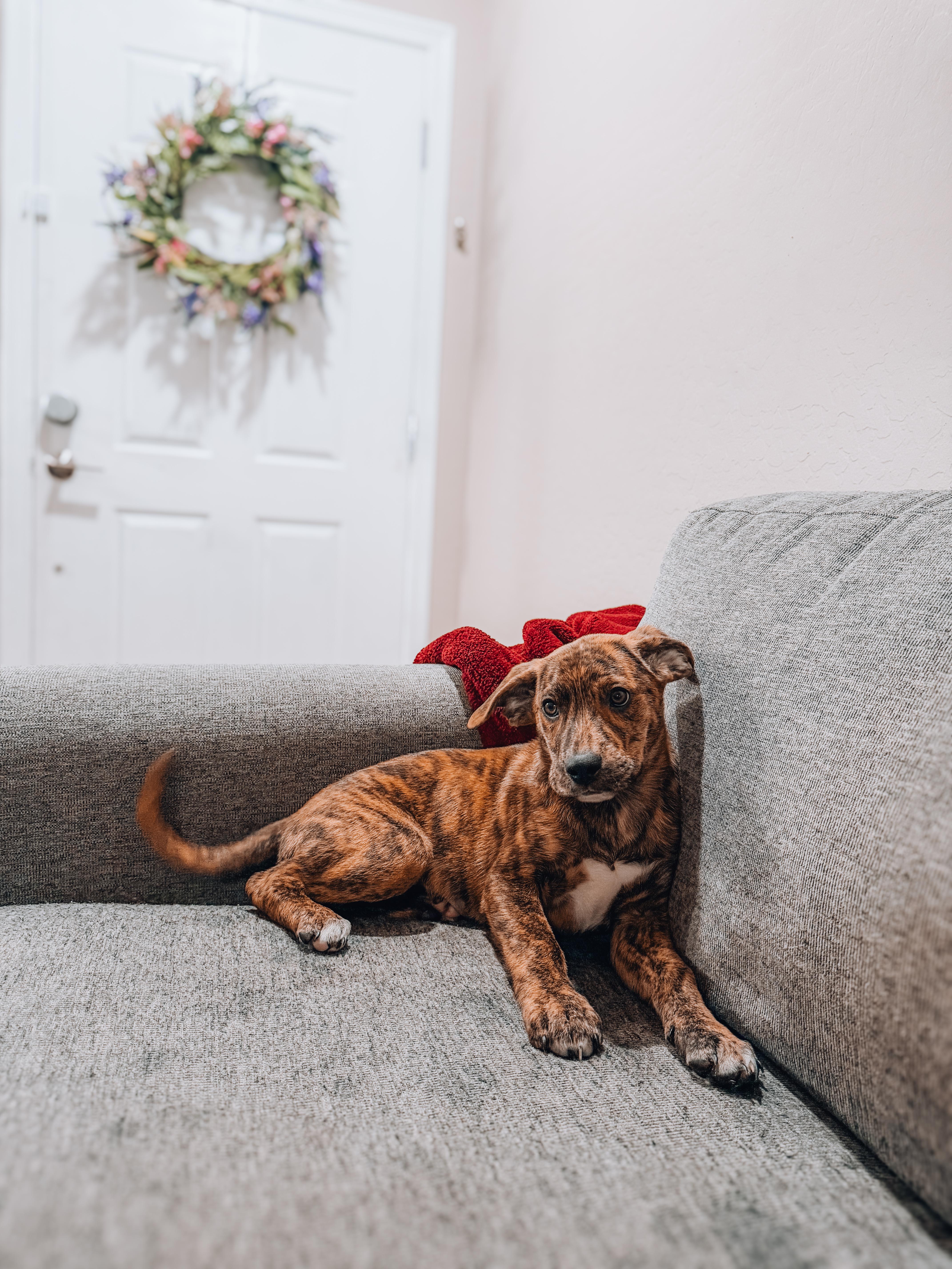Elsa, ADOPTABLE, Puppy Female Plott Hound.