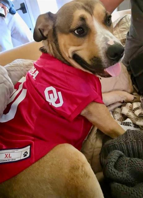 Enlarge ECHO, a Adoptable mixed breed in Oklahoma City, OK image 1/1