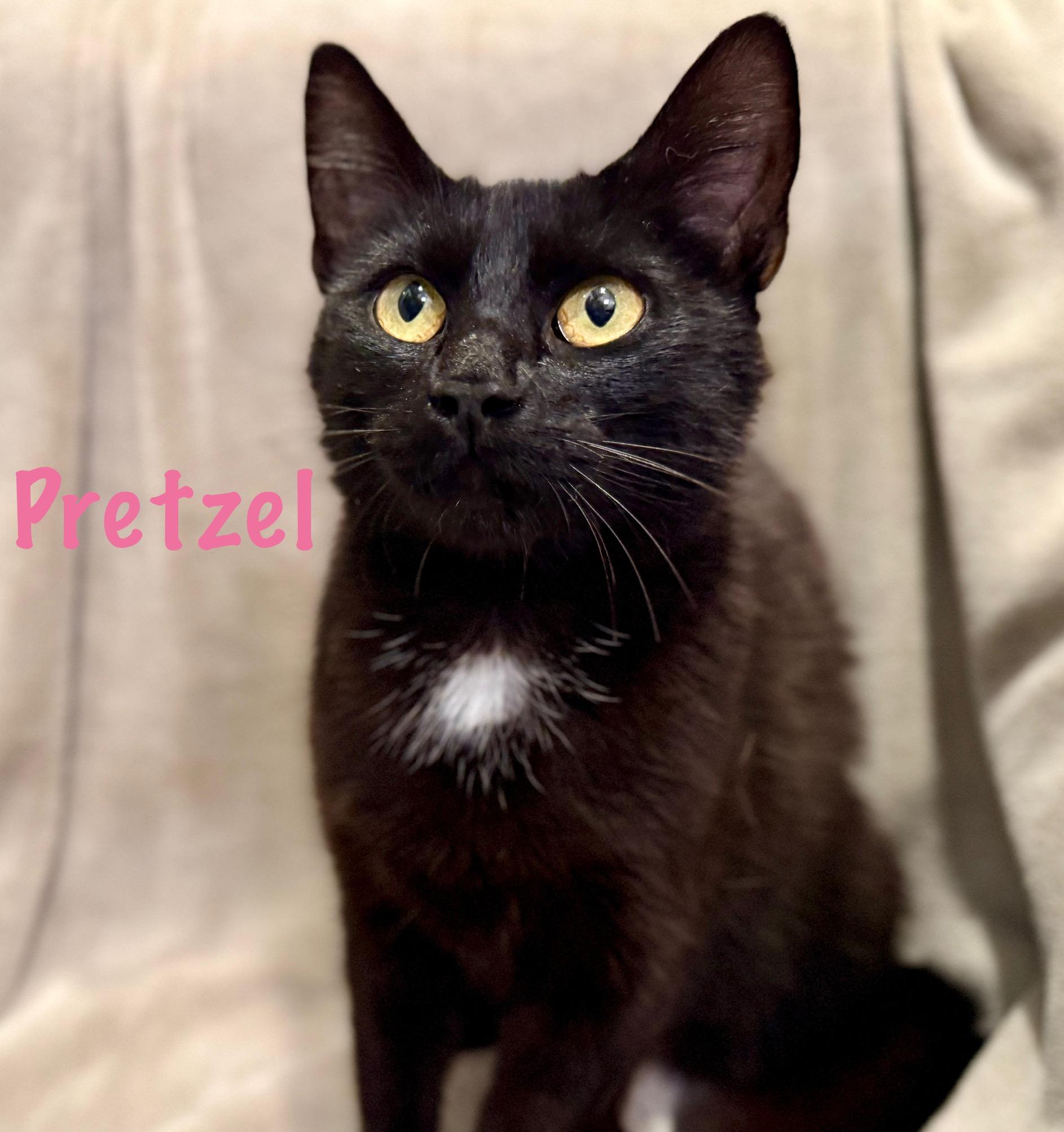 Enlarge Pretzel, a Adoptable Domestic Short Hair in Bethel, OH image 1/1