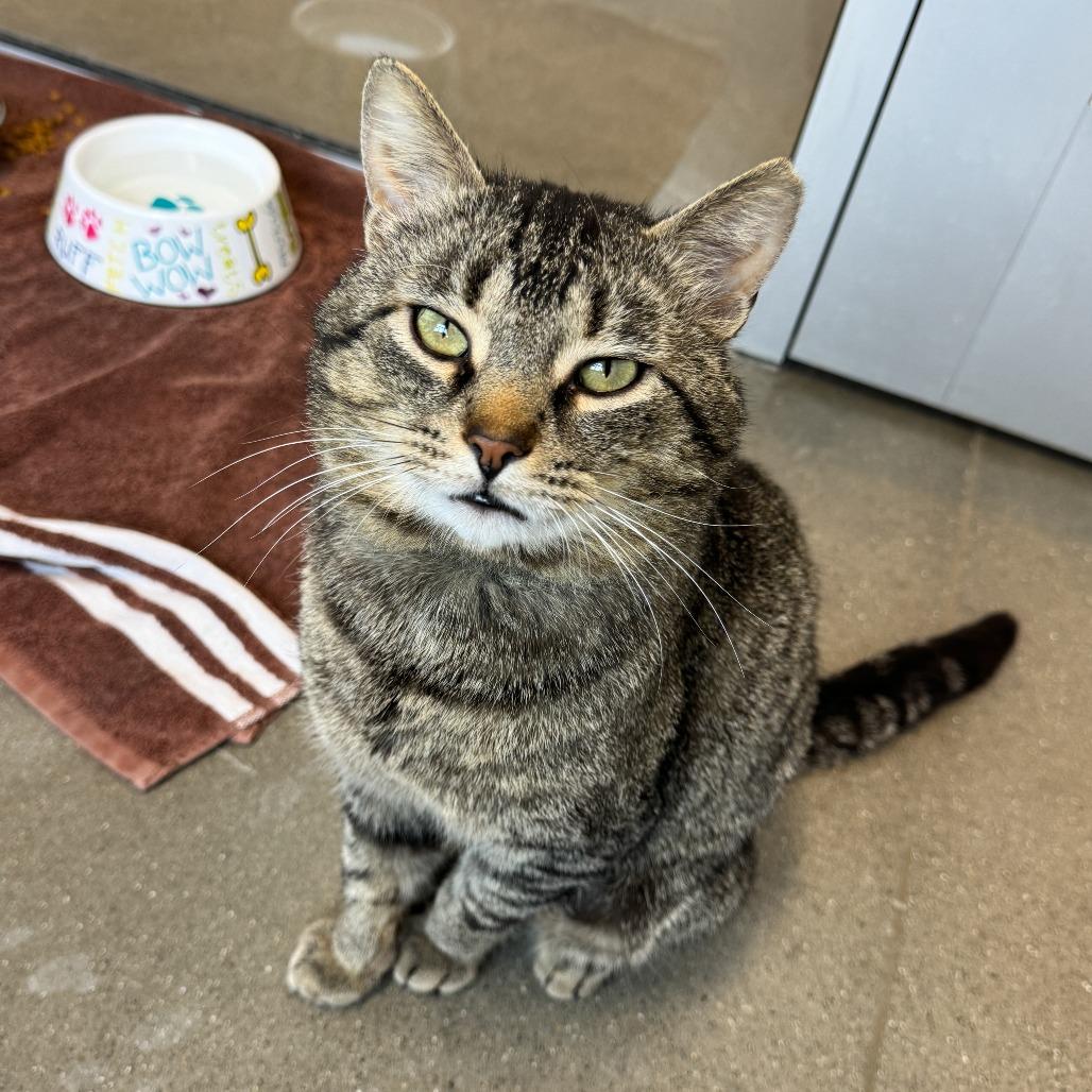 WHERE DA BABY, Adoptable, Adult Male Domestic Short Hair.