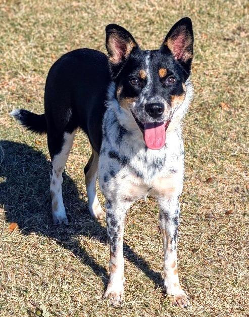 Millie, Adoptable, Young Female Cattle Dog & Australian Cattle Dog / Blue Heeler.
