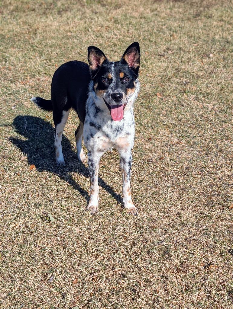 Millie, a Adoptable mixed breed in Arlington, TX image 4/5