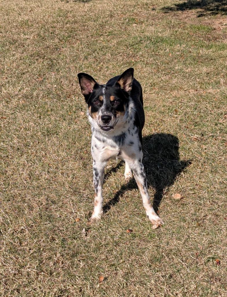 Millie, a Adoptable Cattle Dog in Arlington, TX image 4/5