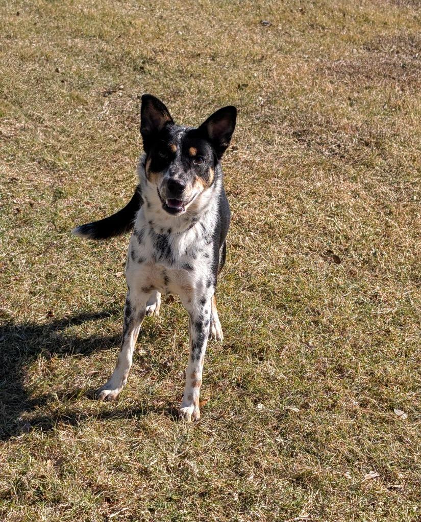 Millie, a Adoptable Cattle Dog in Arlington, TX image 5/5