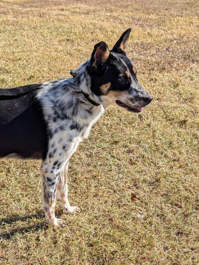 Millie, a Adoptable mixed breed in Arlington, TX image 5/5