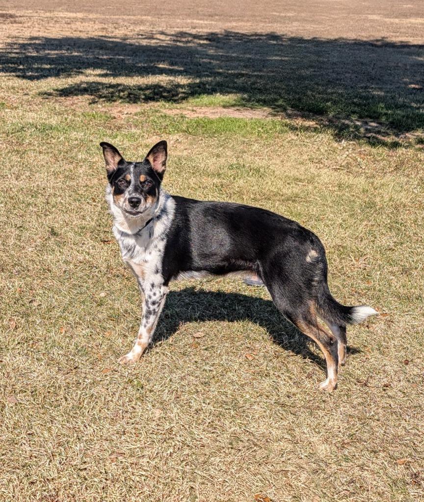 Millie, a Adoptable mixed breed in Arlington, TX image 6/6