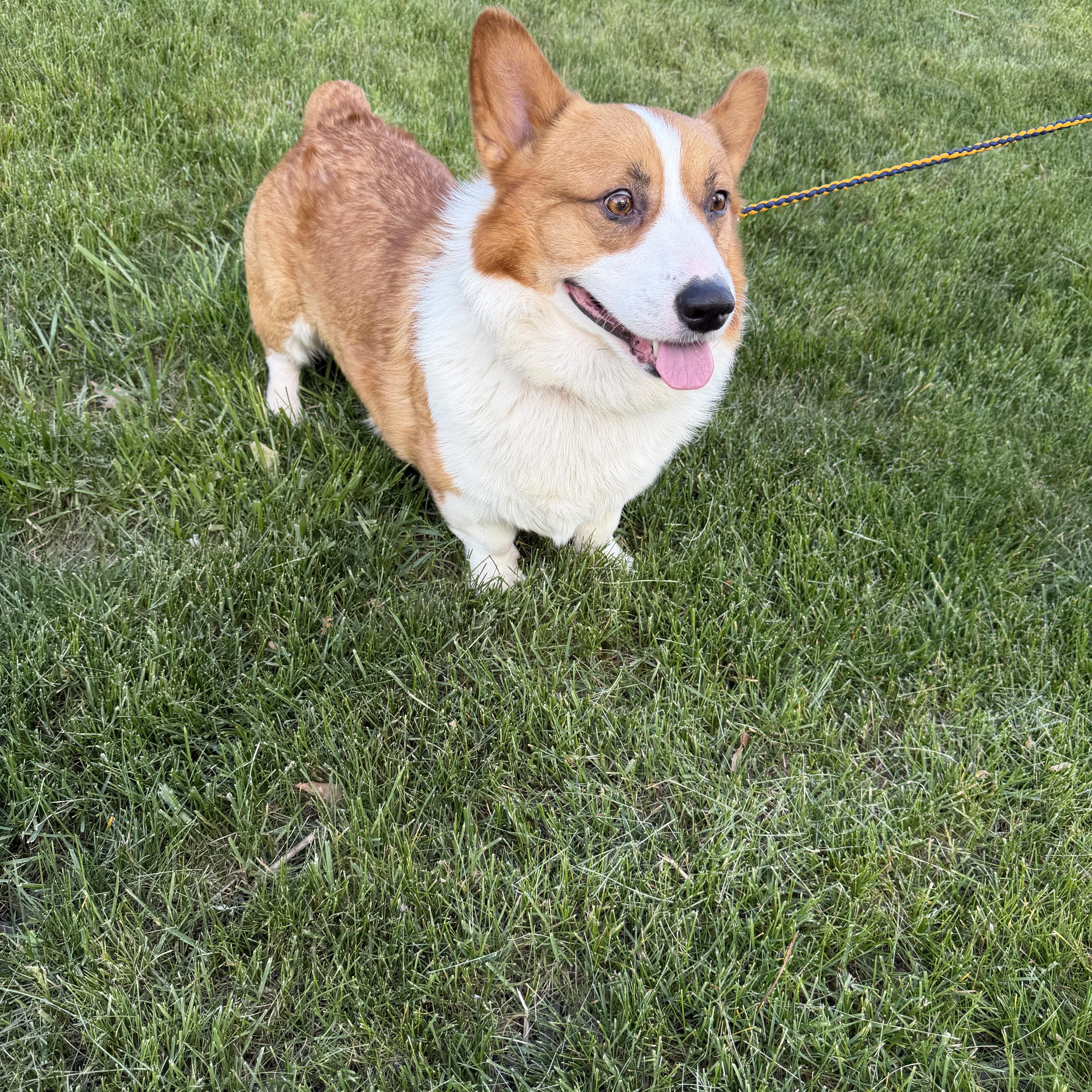 Enlarge Gus, a Adopted Pembroke Welsh Corgi in Bettendorf, IA image 2/4