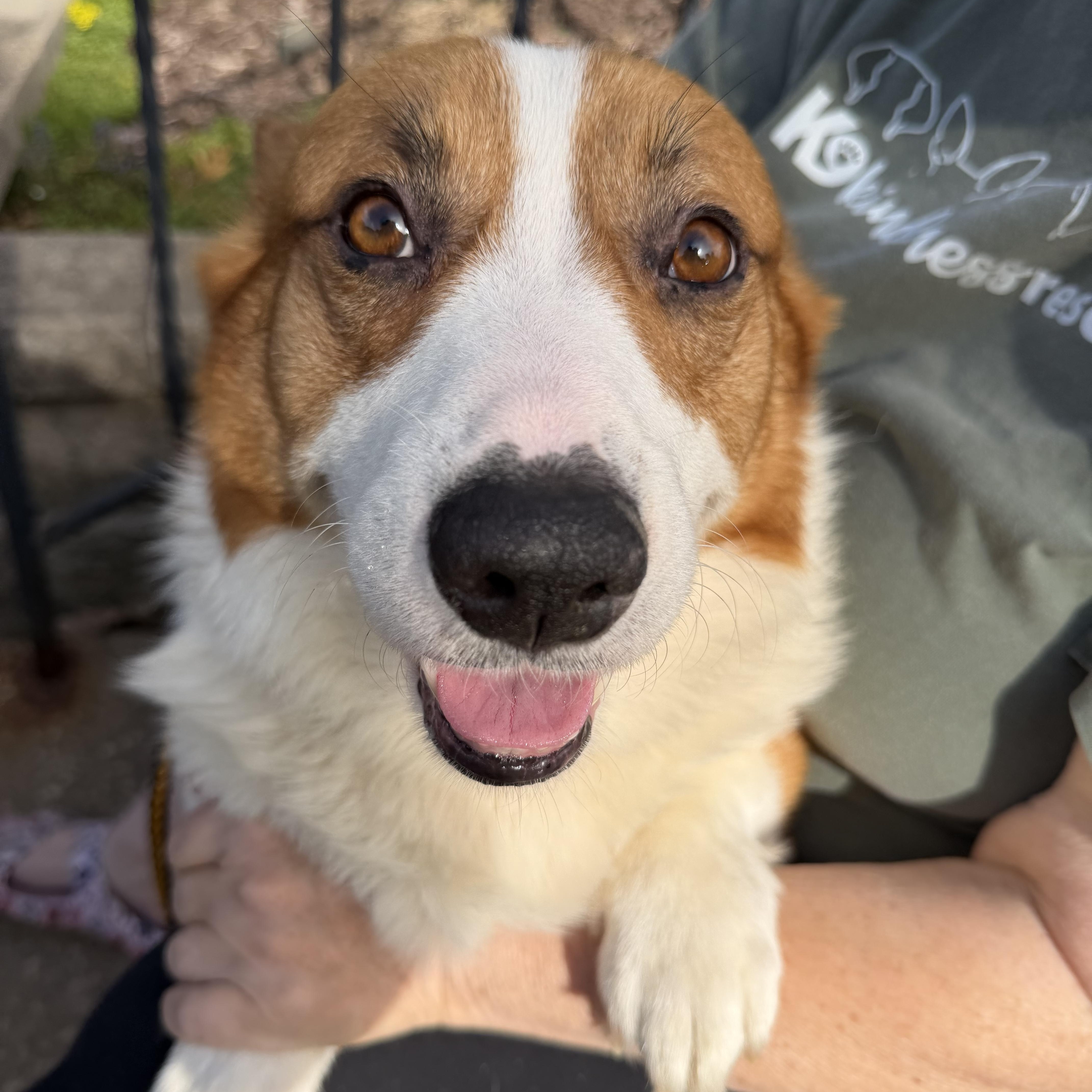 Enlarge Gus, a Adopted Pembroke Welsh Corgi in Bettendorf, IA image 3/4