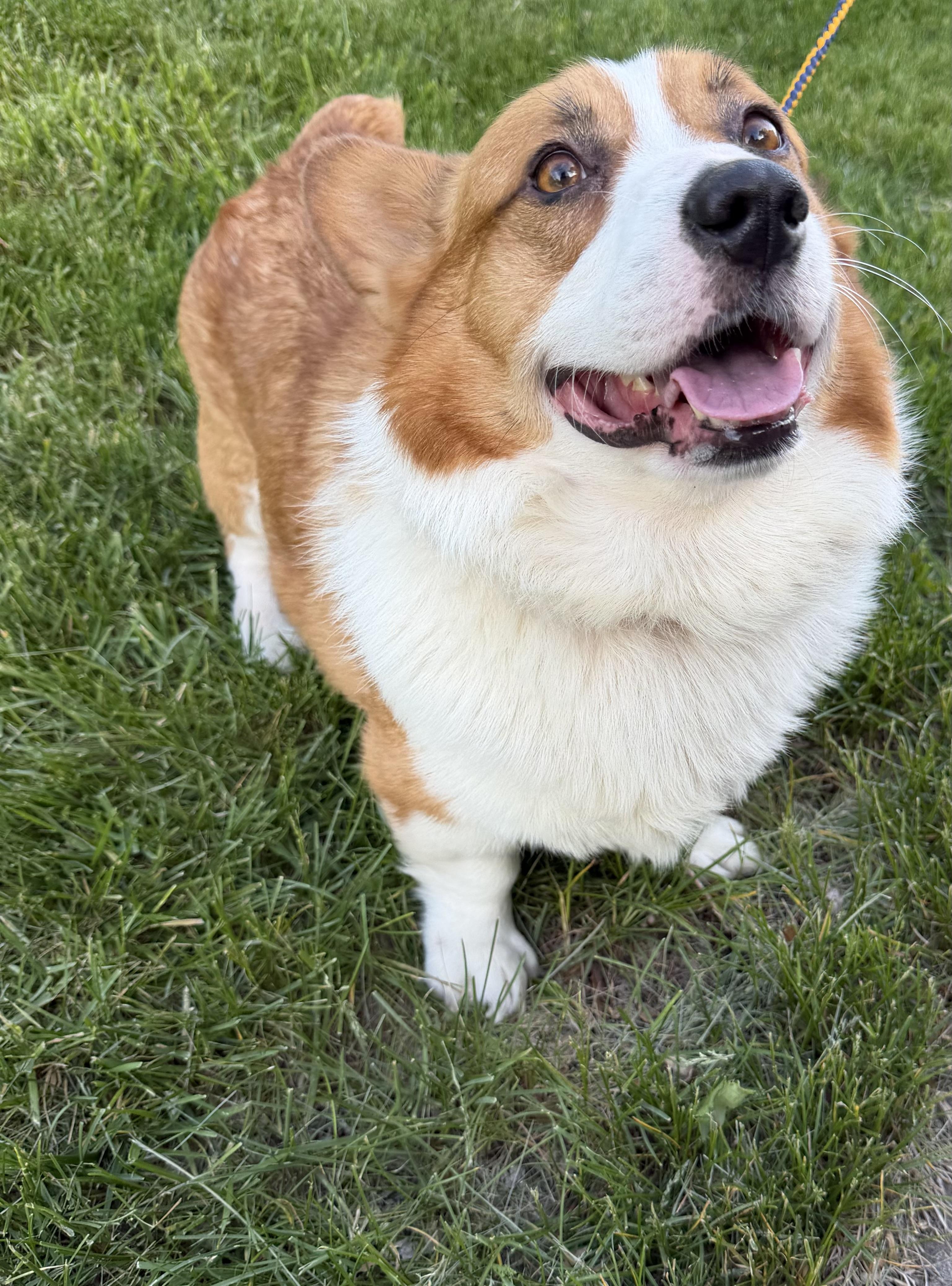 Enlarge Gus, a Adopted Pembroke Welsh Corgi in Bettendorf, IA image 4/4