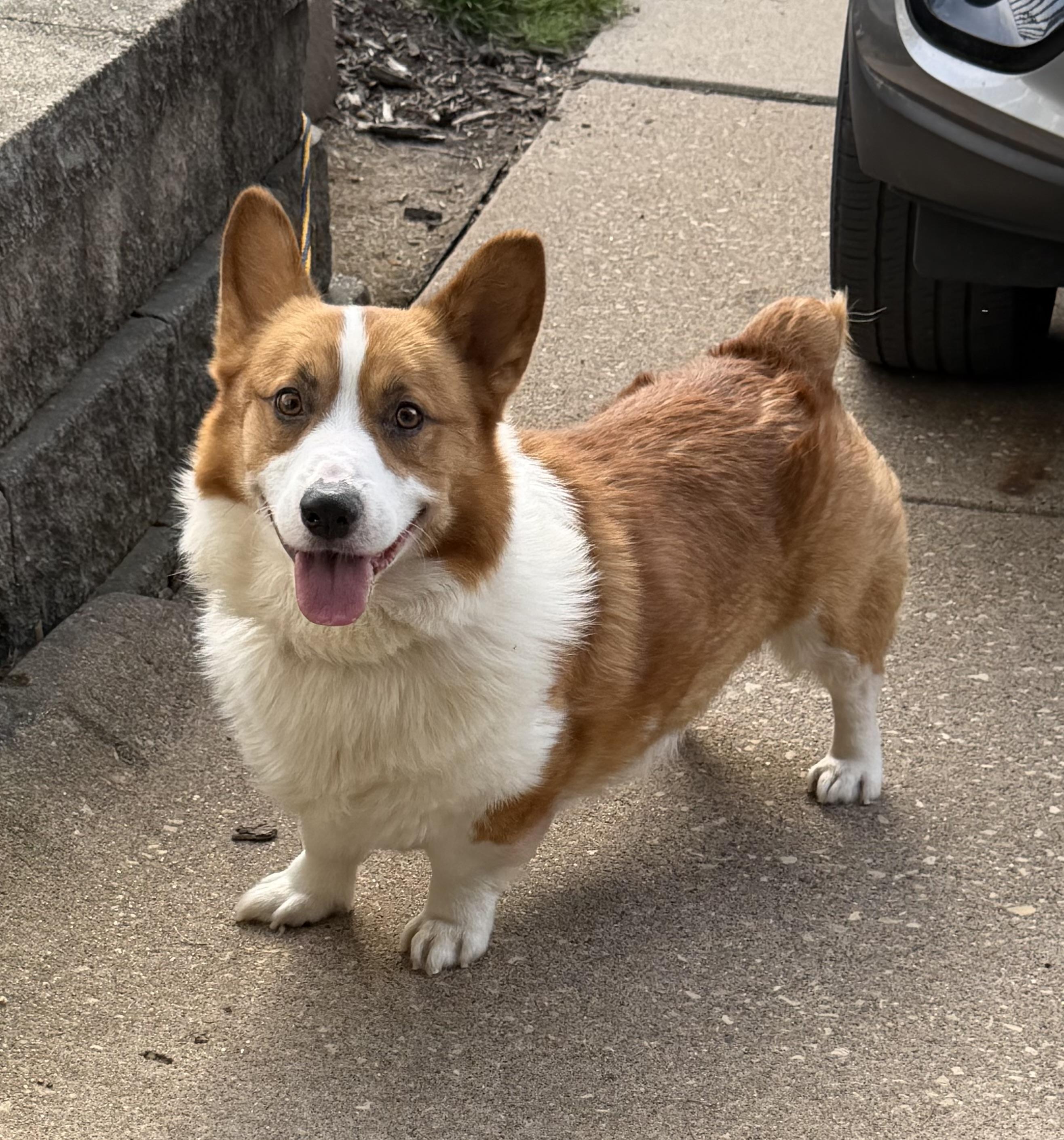 Gus, Adopted, Adult Male Pembroke Welsh Corgi.