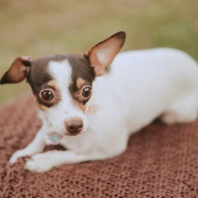 Enlarge Dionne D12680, a Adoptable mixed breed in Princeton, MN image 3/3