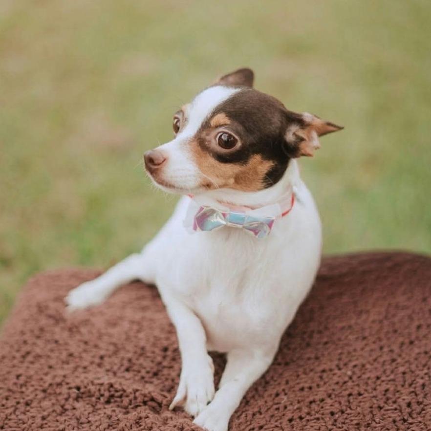 Dionne D12680 *Arriving 10/10*, Adoptable, Adult Female Chihuahua & Rat Terrier.