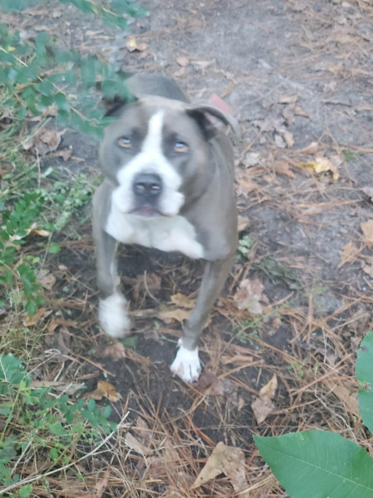 Enlarge Skye, a Adoptable Pit Bull Terrier in Effingham, SC image 1/1