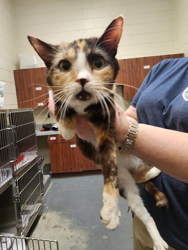 2023-03-157, Adopted, Adult Female Domestic Short Hair.