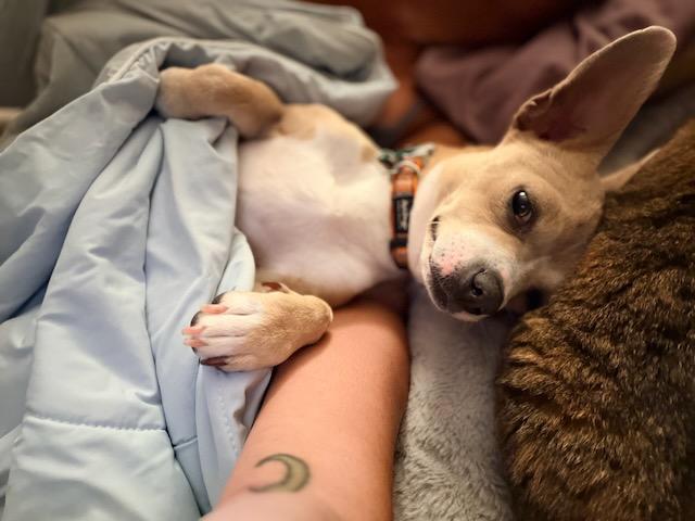 Enlarge ISADORA (IZZY), a Adoptable mixed breed in Alpharetta, GA image 6/6