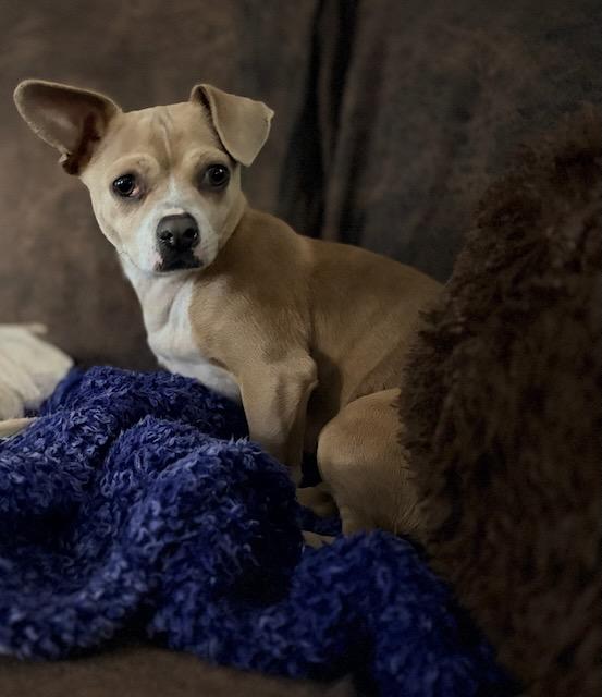 ISADORA (IZZY), a Adoptable mixed breed in Alpharetta, GA image 6/6