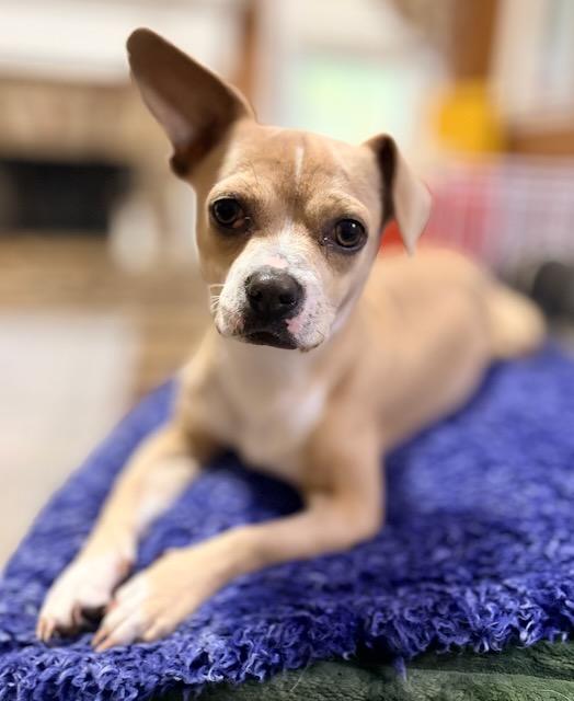 ISADORA (IZZY), a Adoptable mixed breed in Alpharetta, GA image 2/6