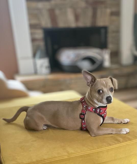 ISADORA (IZZY), a Adoptable mixed breed in Alpharetta, GA image 4/6