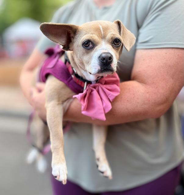 ISADORA (IZZY), a Adoptable mixed breed in Alpharetta, GA image 1/6