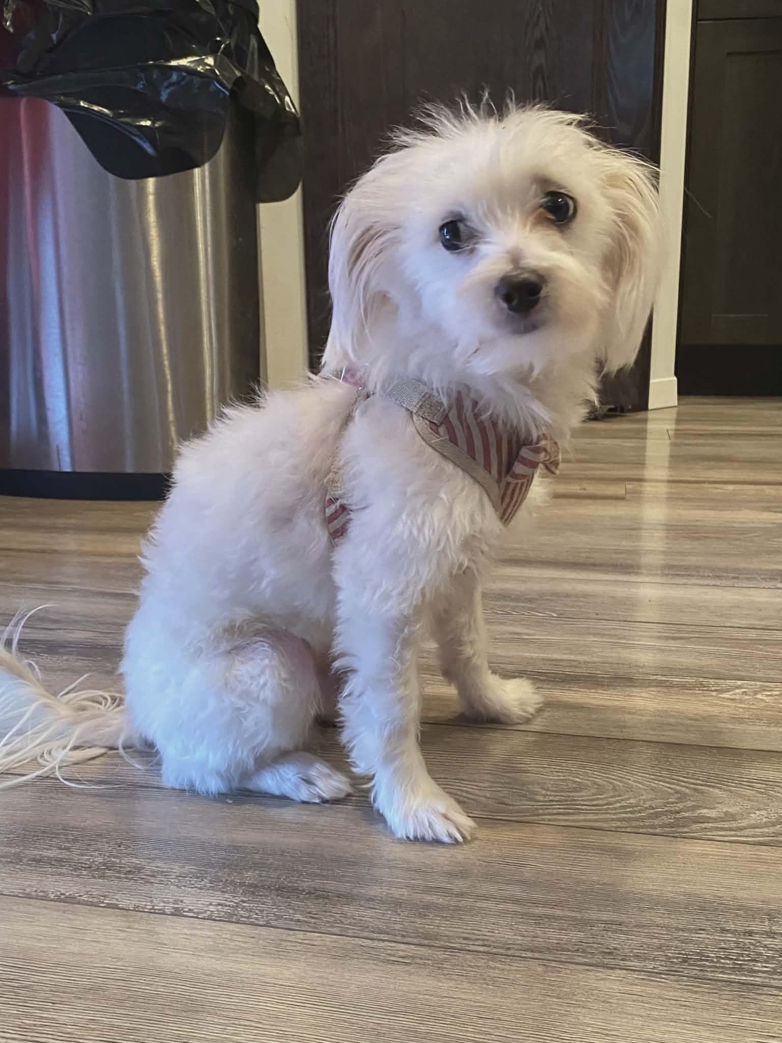 Spike, adopted, Young Male Maltese.
