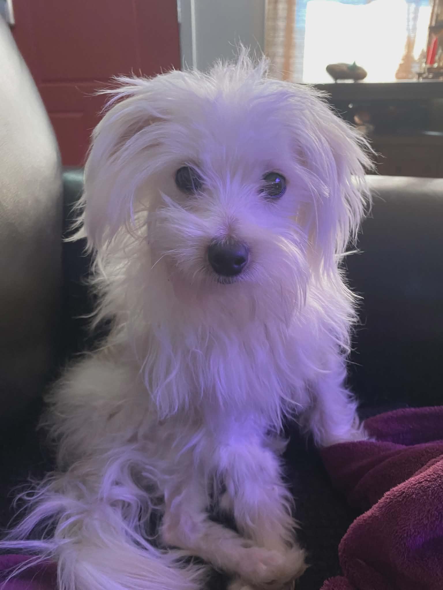 Enlarge Spike, an adopted Maltese in Winnipeg, MB image 2/5