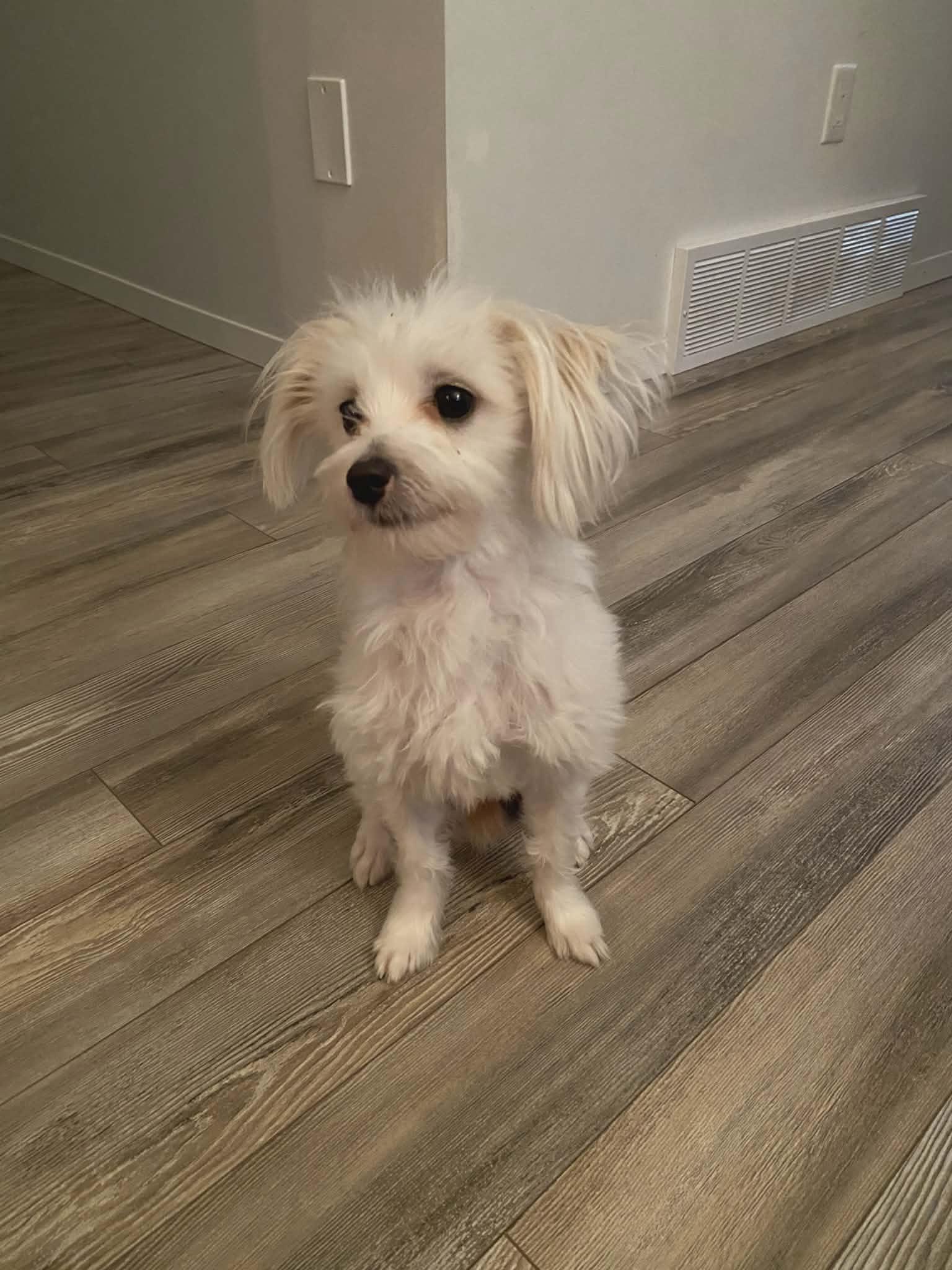 Enlarge Spike, an adopted Maltese in Winnipeg, MB image 3/5