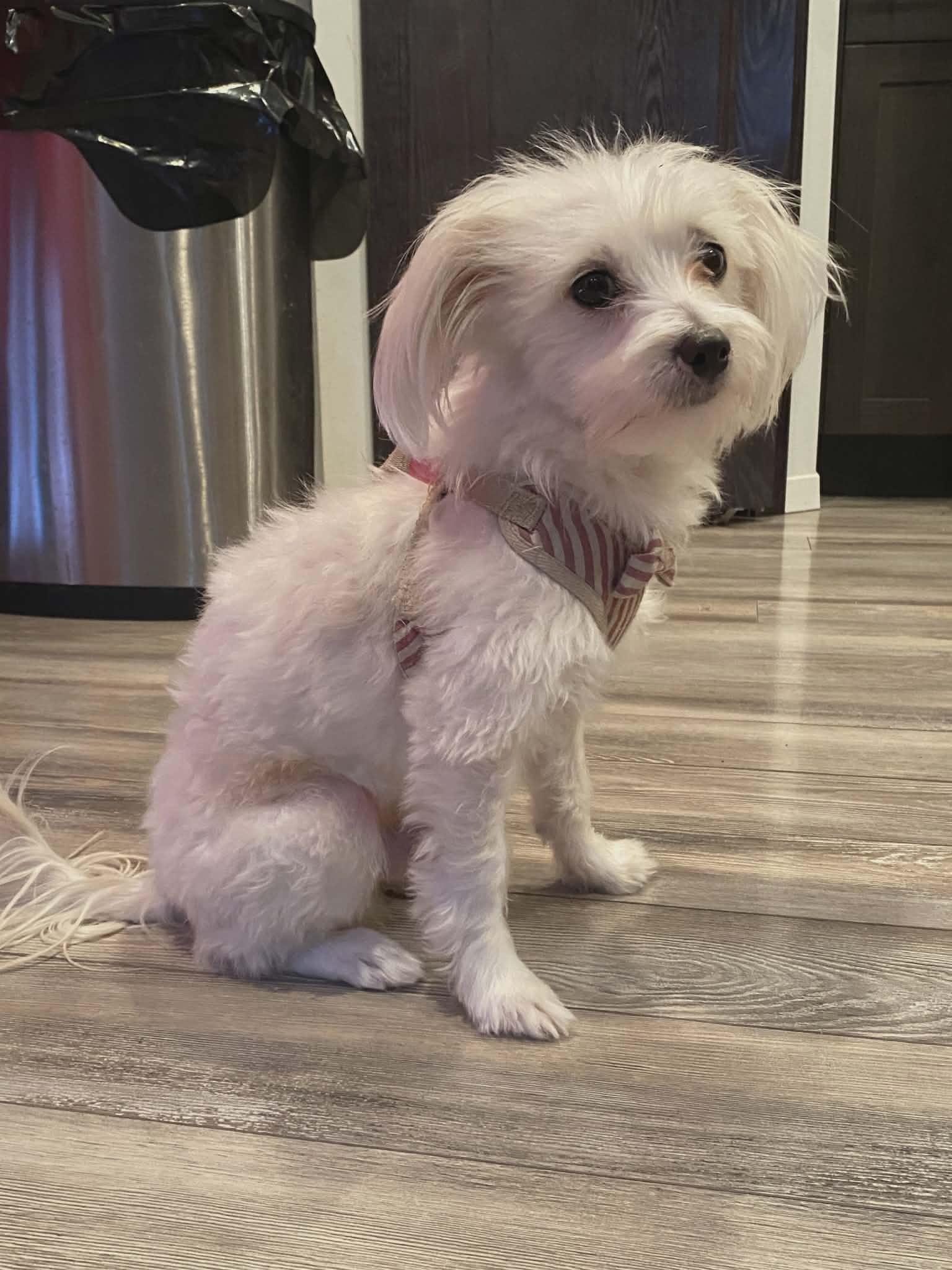 Enlarge Spike, an adopted Maltese in Winnipeg, MB image 4/5