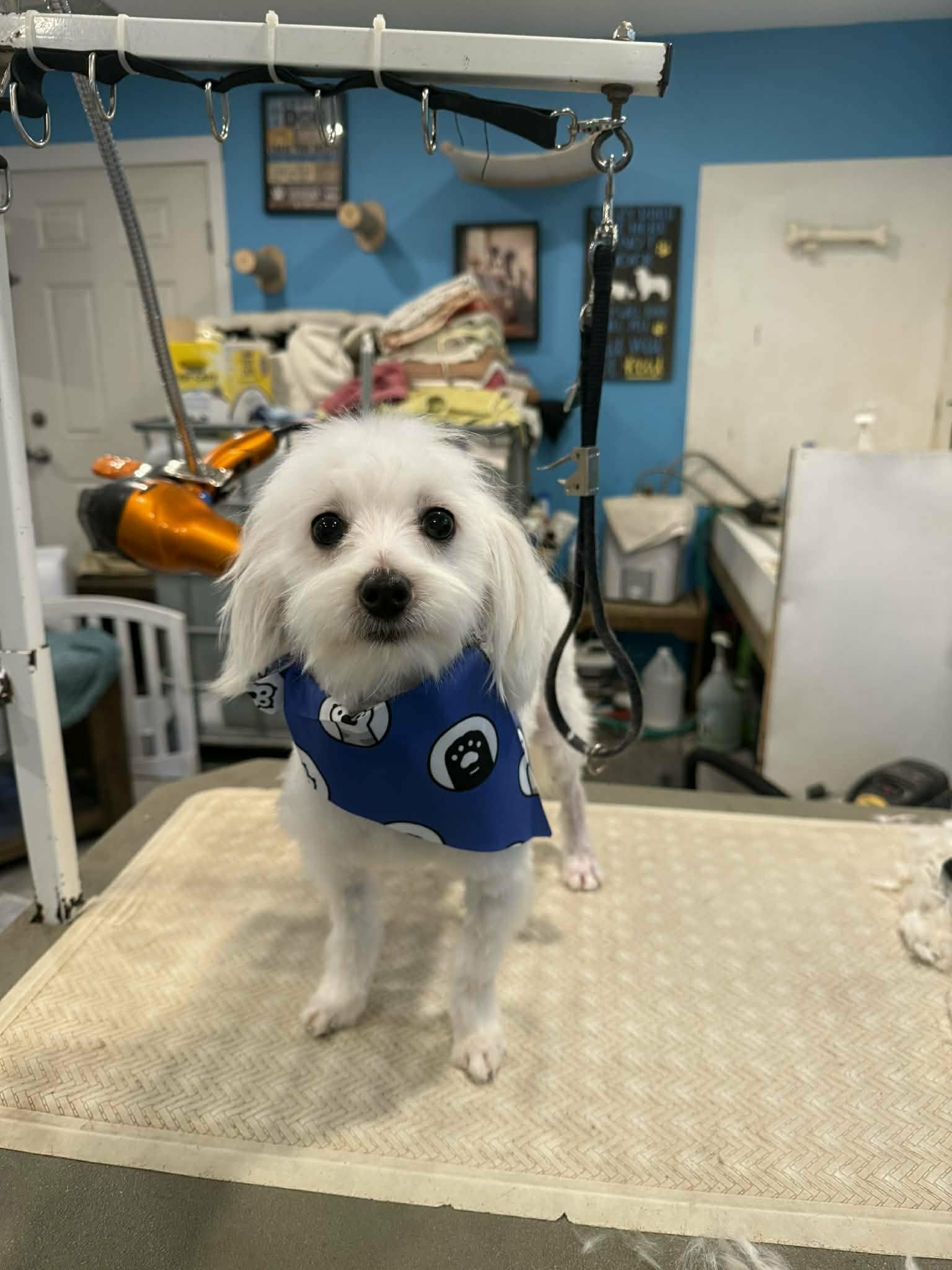 Enlarge Spike, an adopted Maltese in Winnipeg, MB image 5/5