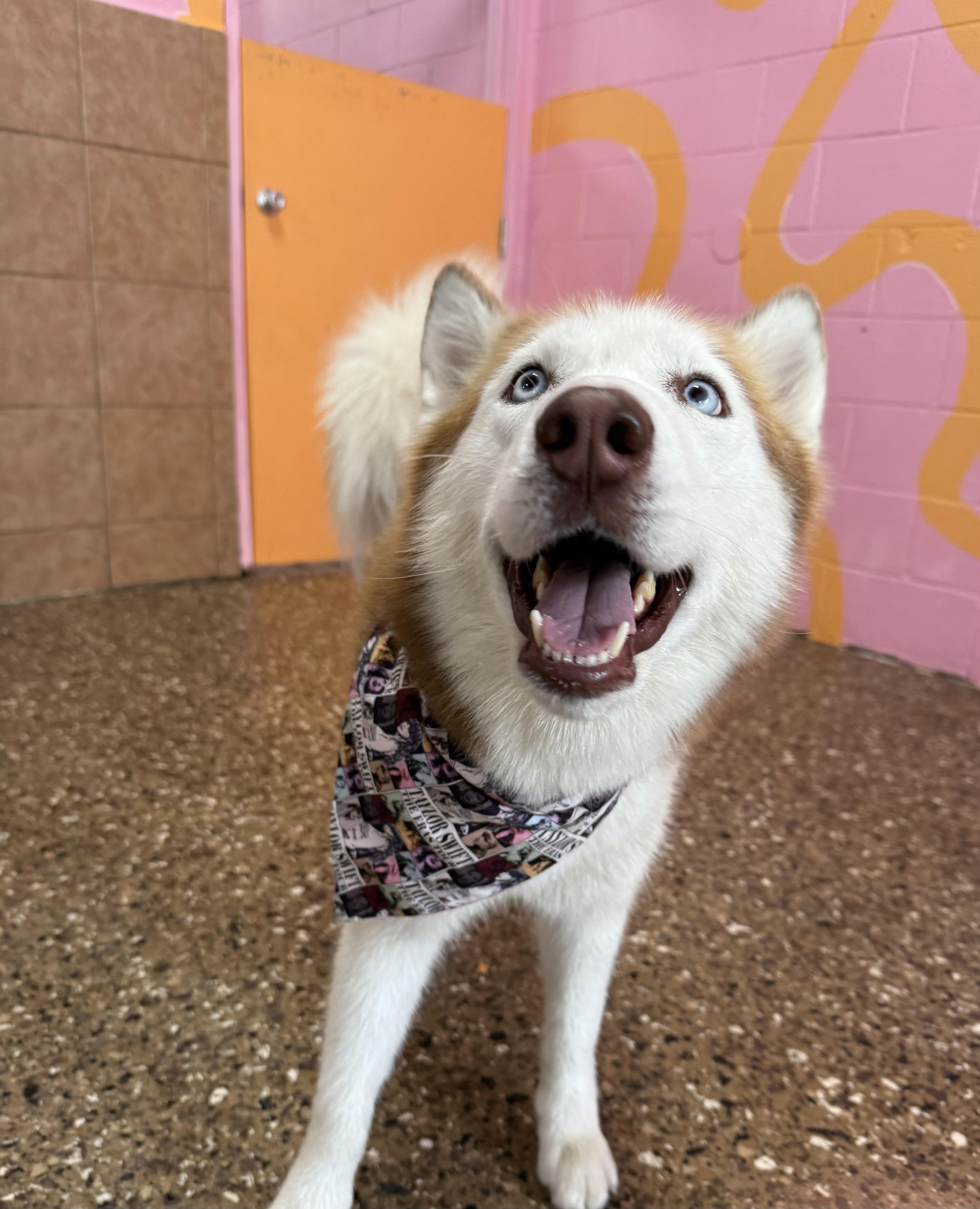 Enlarge Luna, a Adoptable Husky in Pasadena, CA image 3/6