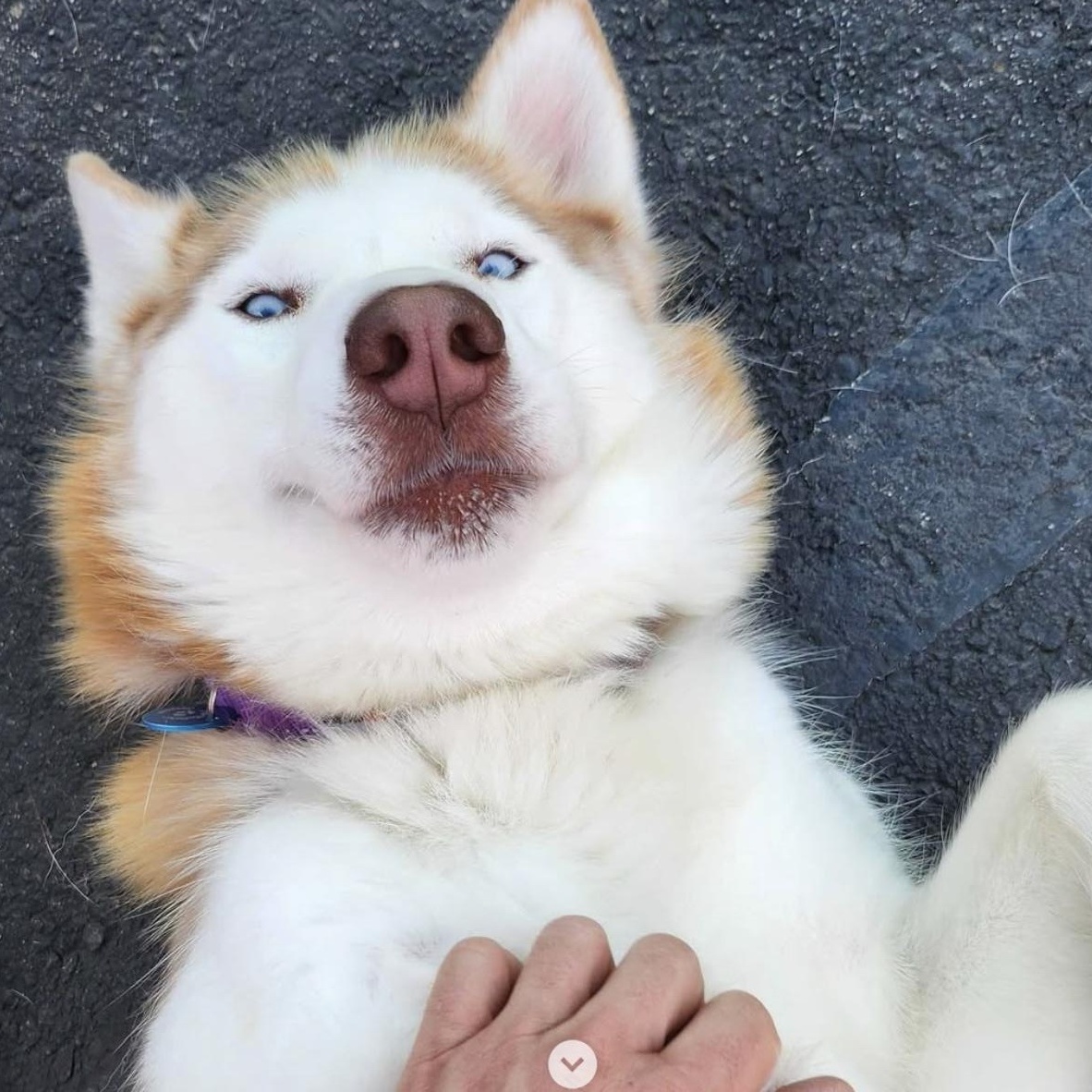 Enlarge Luna, a Adoptable Husky in Pasadena, CA image 5/6