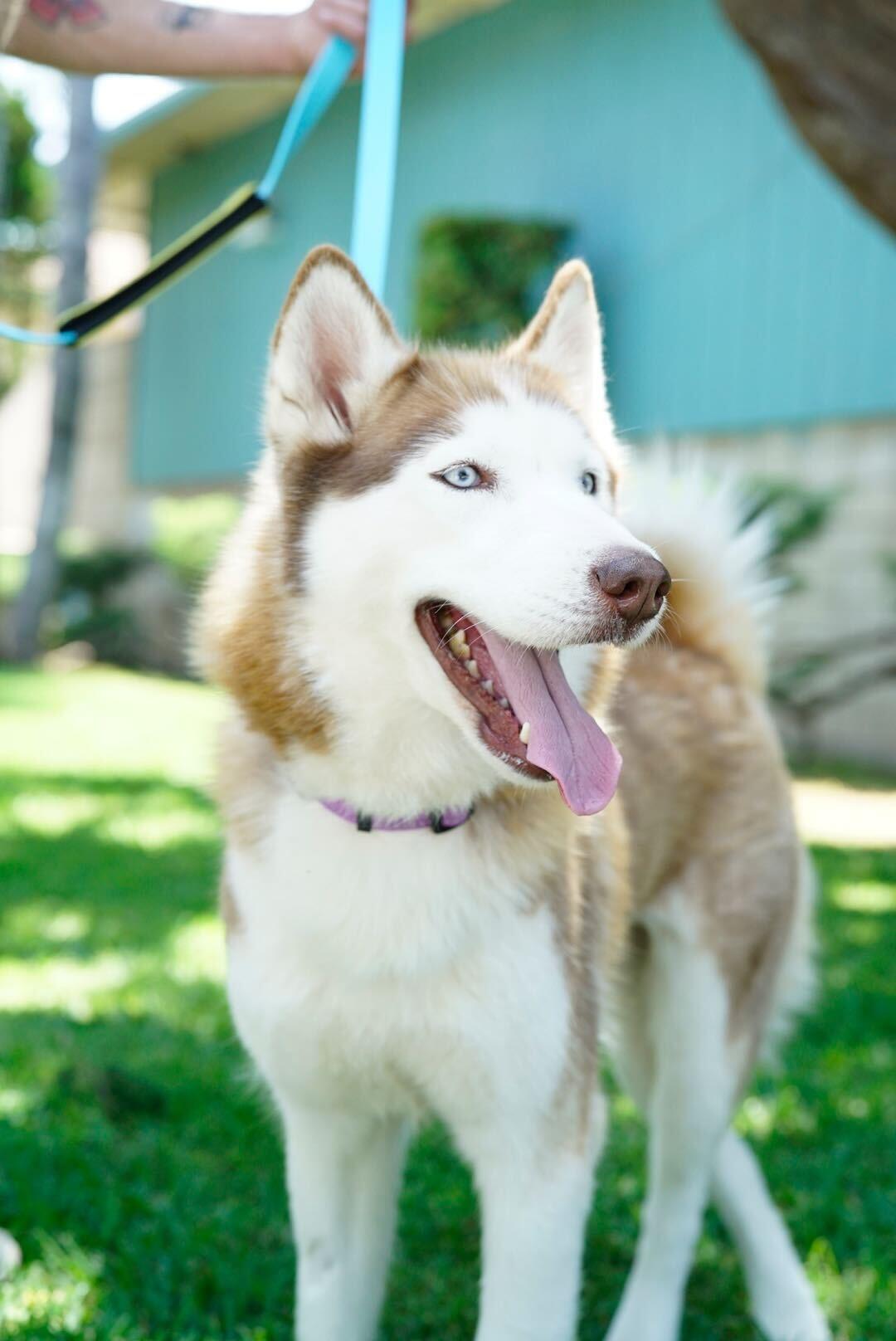 Enlarge Luna, a Adoptable Husky in Pasadena, CA image 4/6