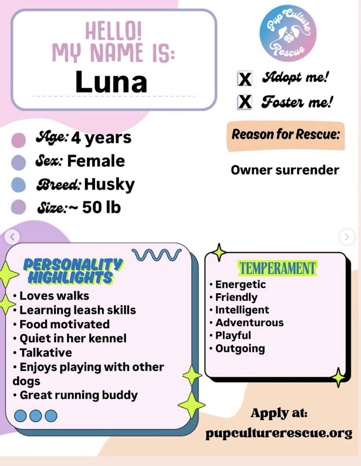 Enlarge Luna, a Adoptable Husky in Pasadena, CA image 2/6
