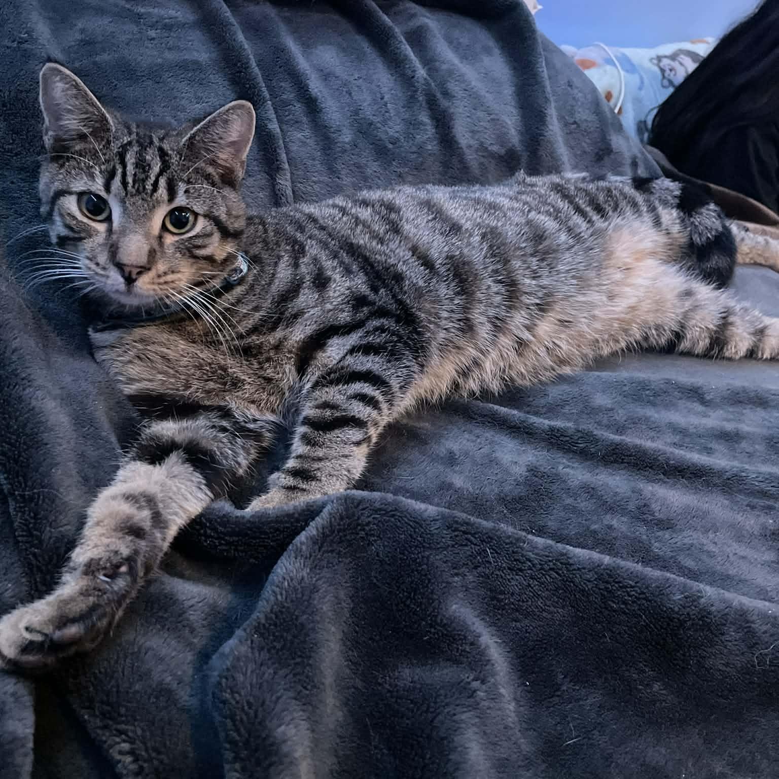 Enlarge Chester, a Adoptable mixed breed in Mastic beach, NY image 5/5