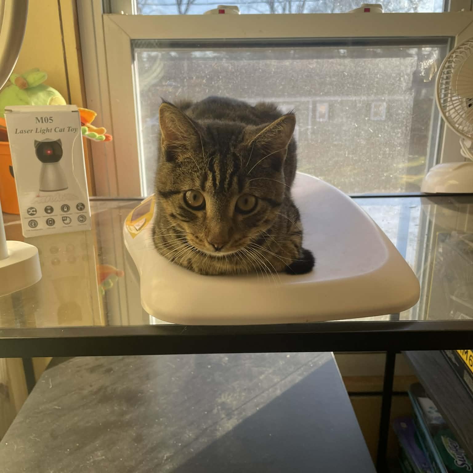 Enlarge Chester, a Adoptable mixed breed in Mastic beach, NY image 4/5