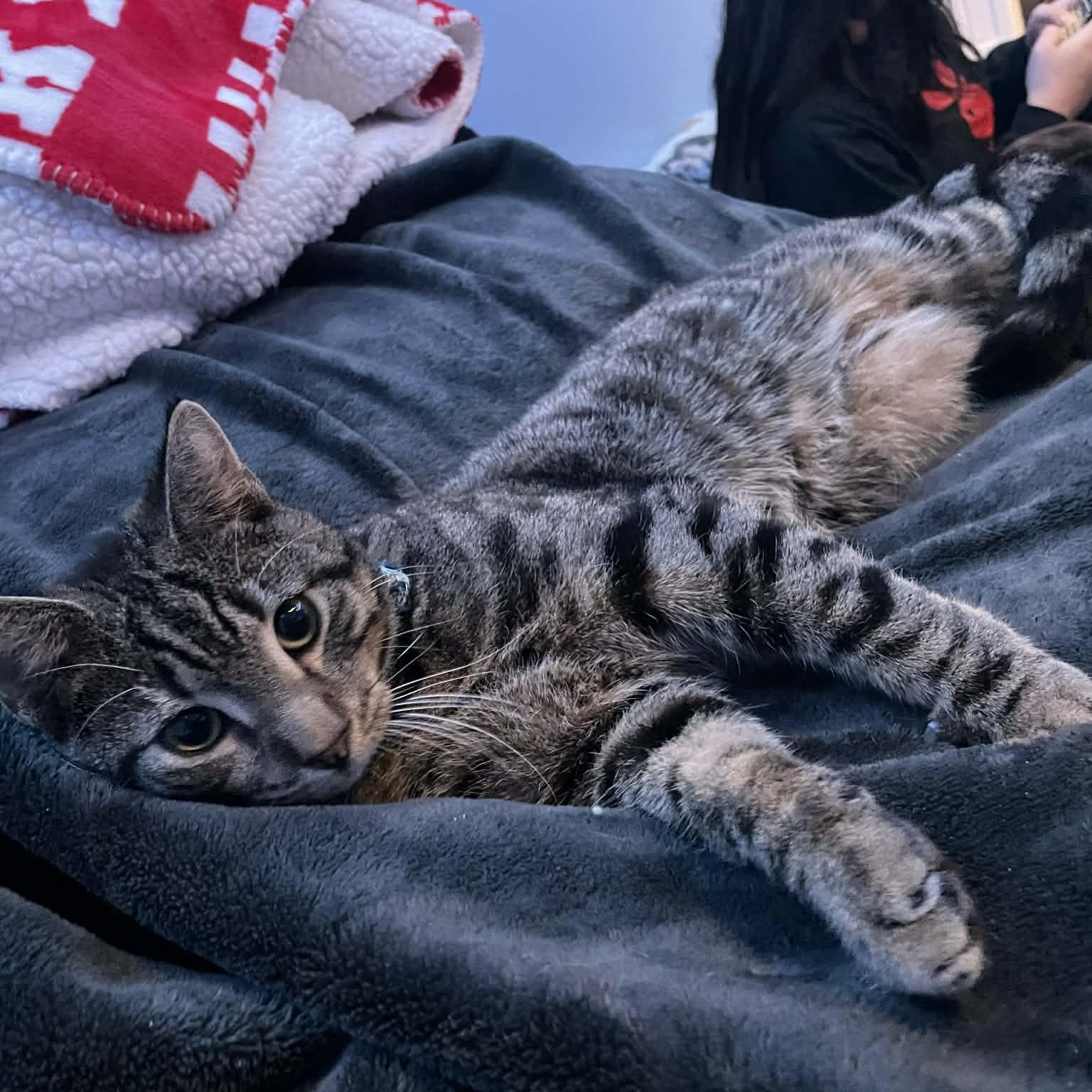 Chester, Adoptable, Young Male Tabby & Domestic Short Hair.