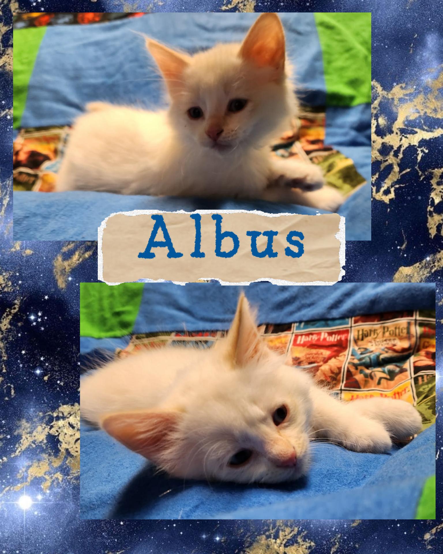 Albus, a ADOPTABLE Domestic Short Hair in Pasco, WA image 3/3
