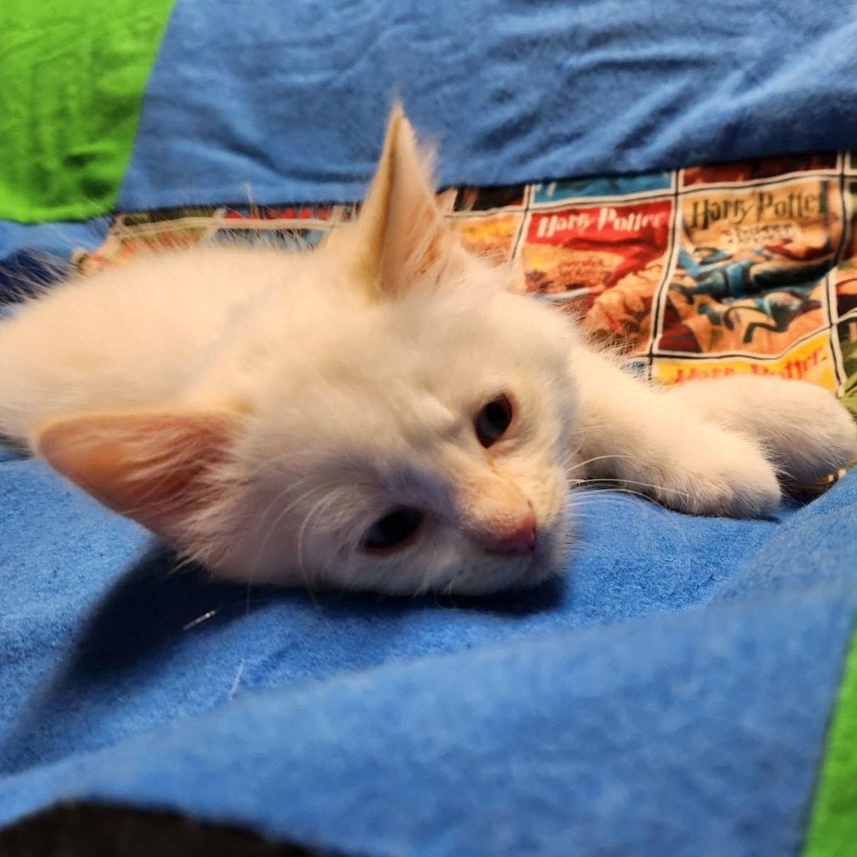 Albus, ADOPTABLE, Kitten Male Domestic Short Hair.