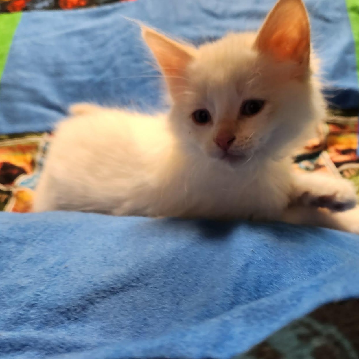 Albus, a ADOPTABLE Domestic Short Hair in Pasco, WA image 2/3