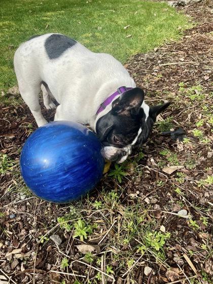 Enlarge PIERRE MONET, a ADOPTABLE French Bulldog in Bonney Lake, WA image 3/3