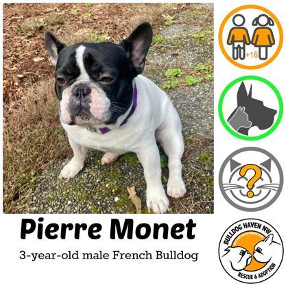 PIERRE MONET, ADOPTABLE, Adult Male French Bulldog.