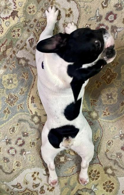 Enlarge PIERRE MONET, a ADOPTABLE French Bulldog in Bonney Lake, WA image 2/3
