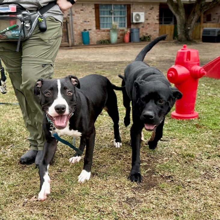 Taz Bunny the Love Bug Prince — thumbnail 3