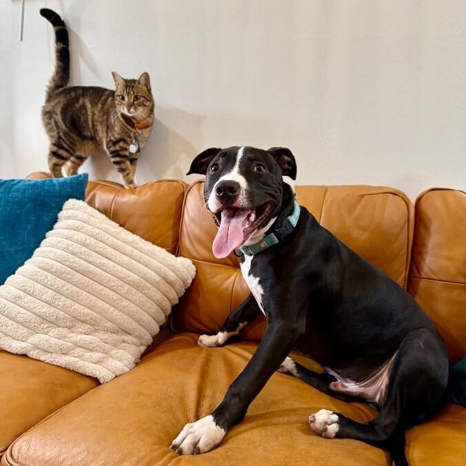 Taz Bunny the Love Bug Prince — thumbnail 5